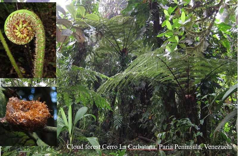 Cerbataba Cloud Forest